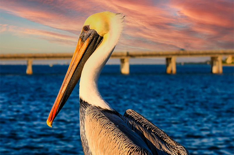 Lower Keys